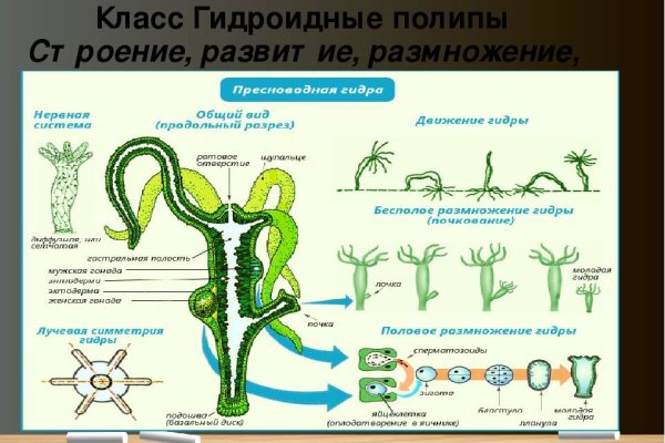 Кракен актуальное зеркало 2kmp